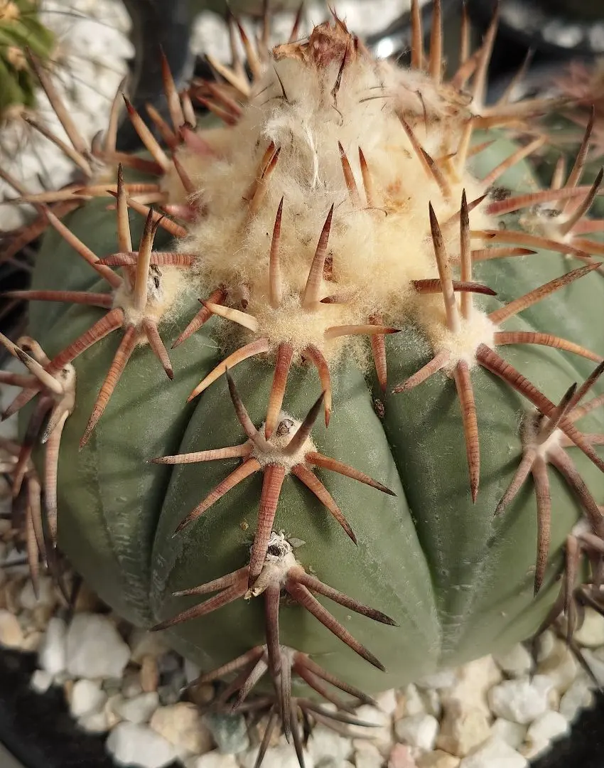 2026年最新】翠平丸の人気アイテム - メルカリ