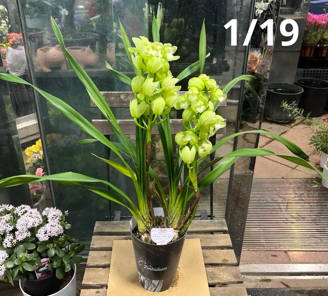 2026年最新】テーブルシンビジウムの人気アイテム - メルカリ