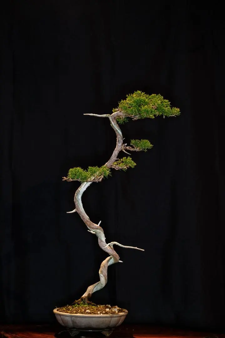 2026年最新】真柏 大品の人気アイテム - メルカリ