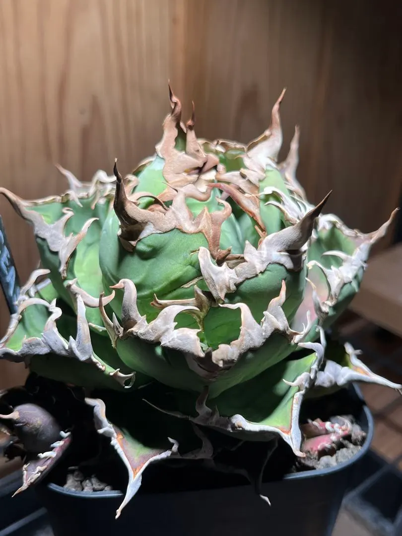 2026年最新】シーザー凱旋の人気アイテム - メルカリ