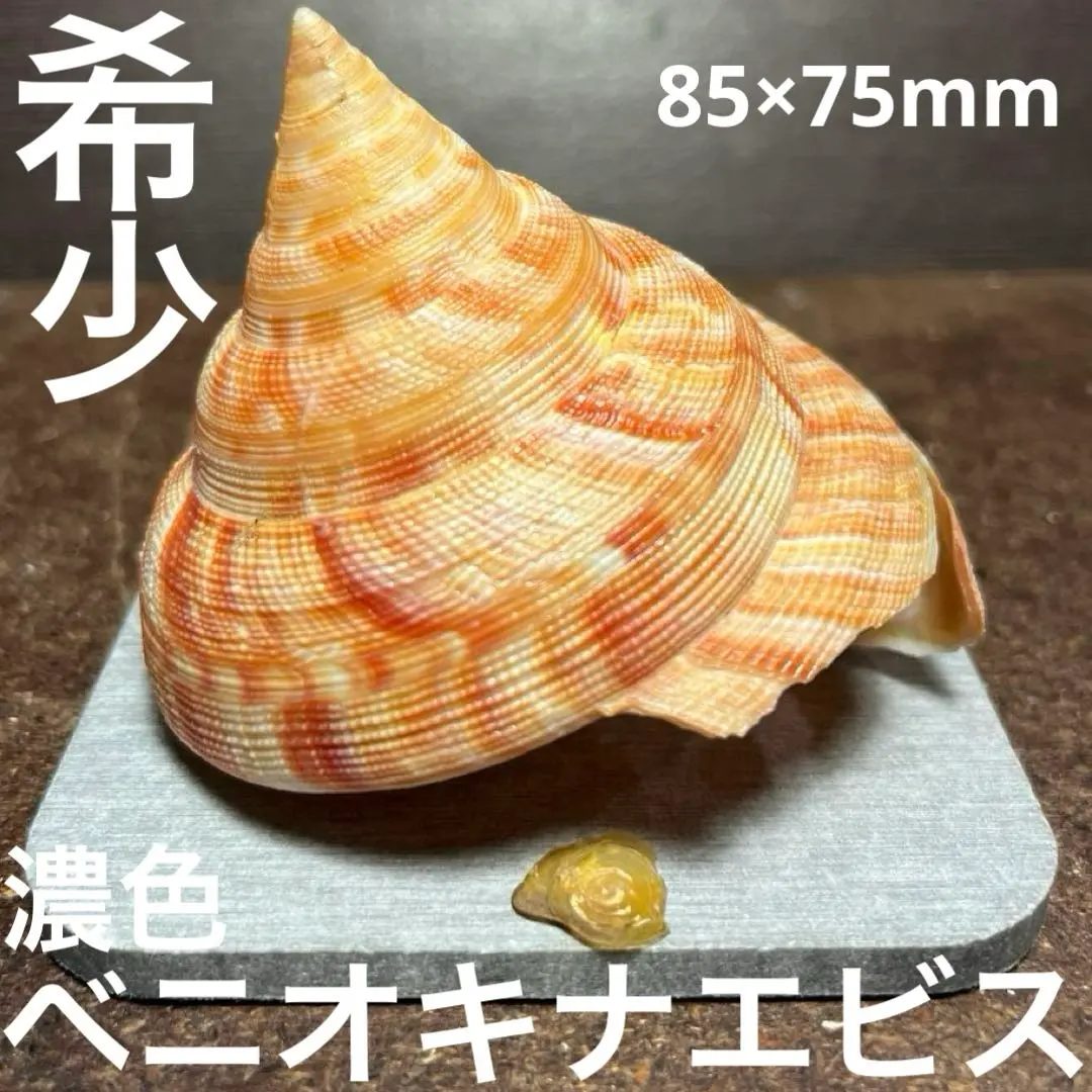 2026年最新】オキナエビスの人気アイテム - メルカリ