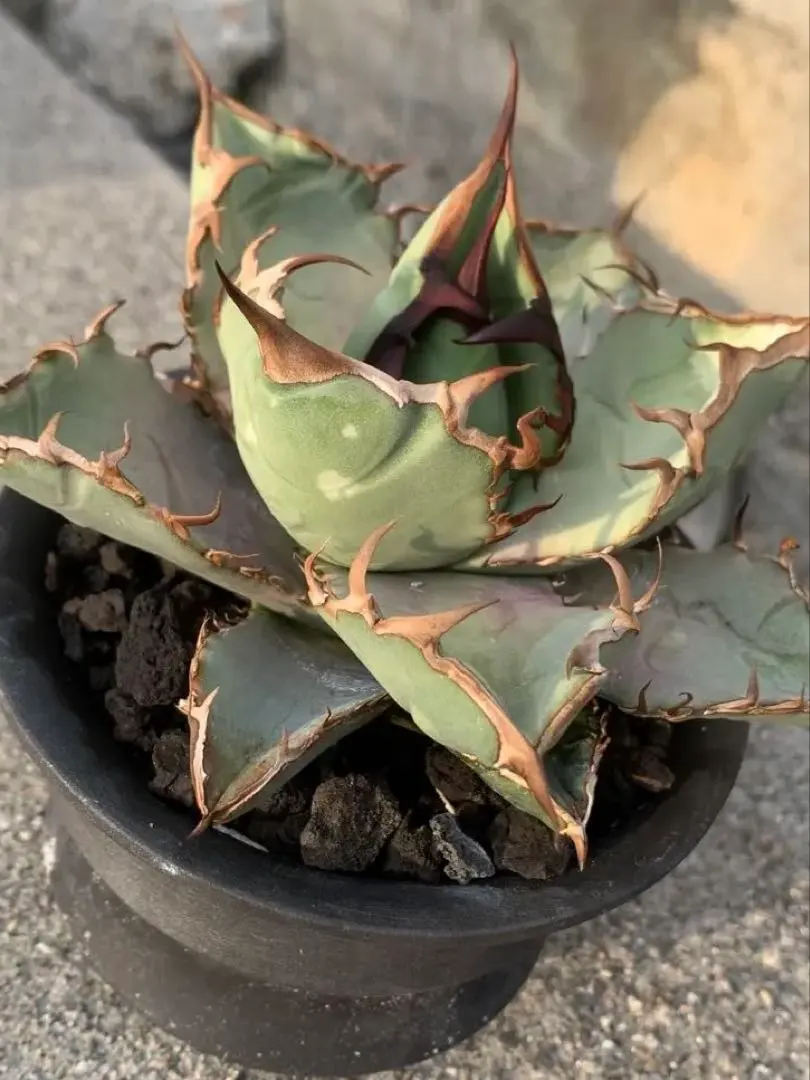 2026年最新】黒犀牛の人気アイテム - メルカリ