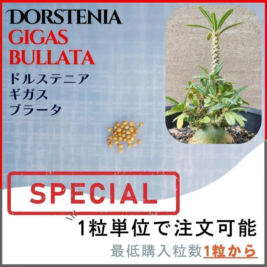 2026年最新】ギガス ブラータの人気アイテム - メルカリ