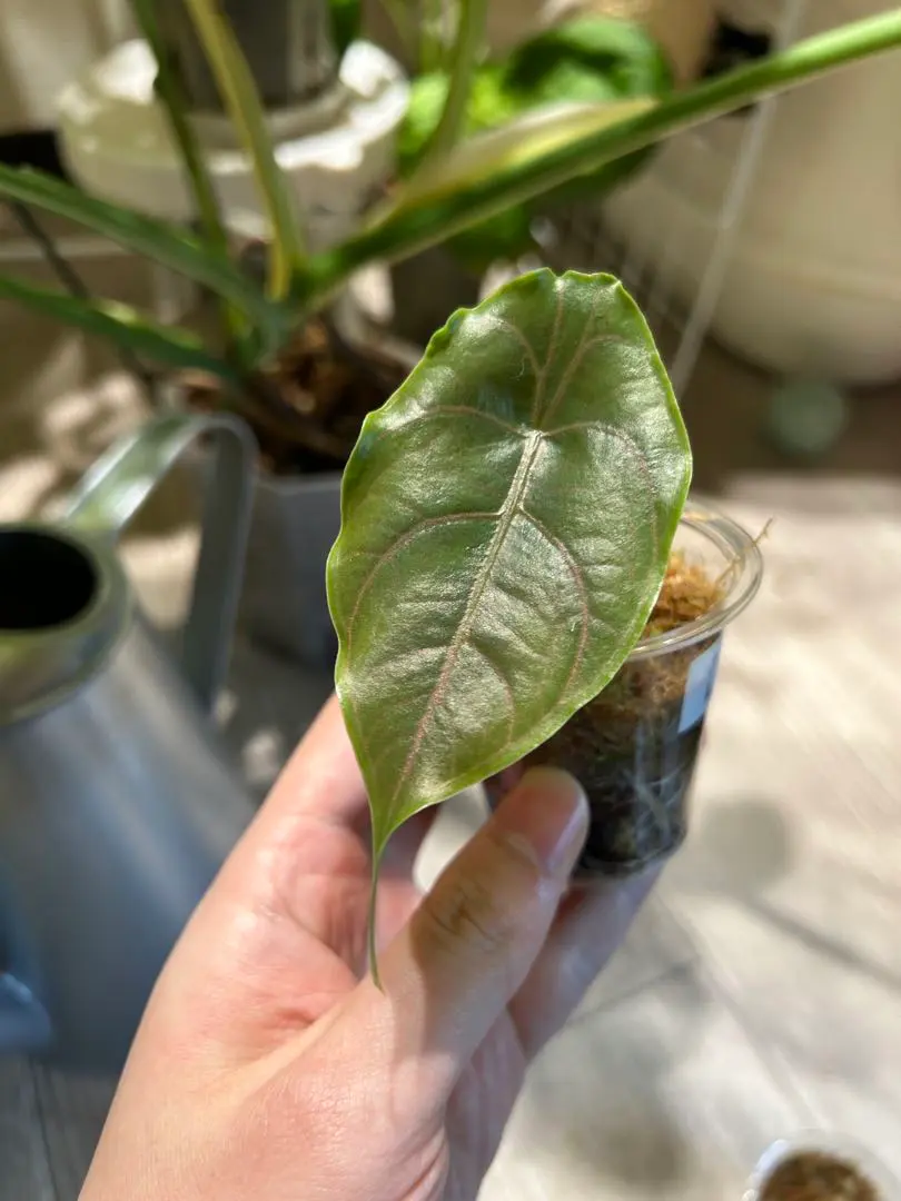 2026年最新】アロカシア アズラニーの人気アイテム - メルカリ