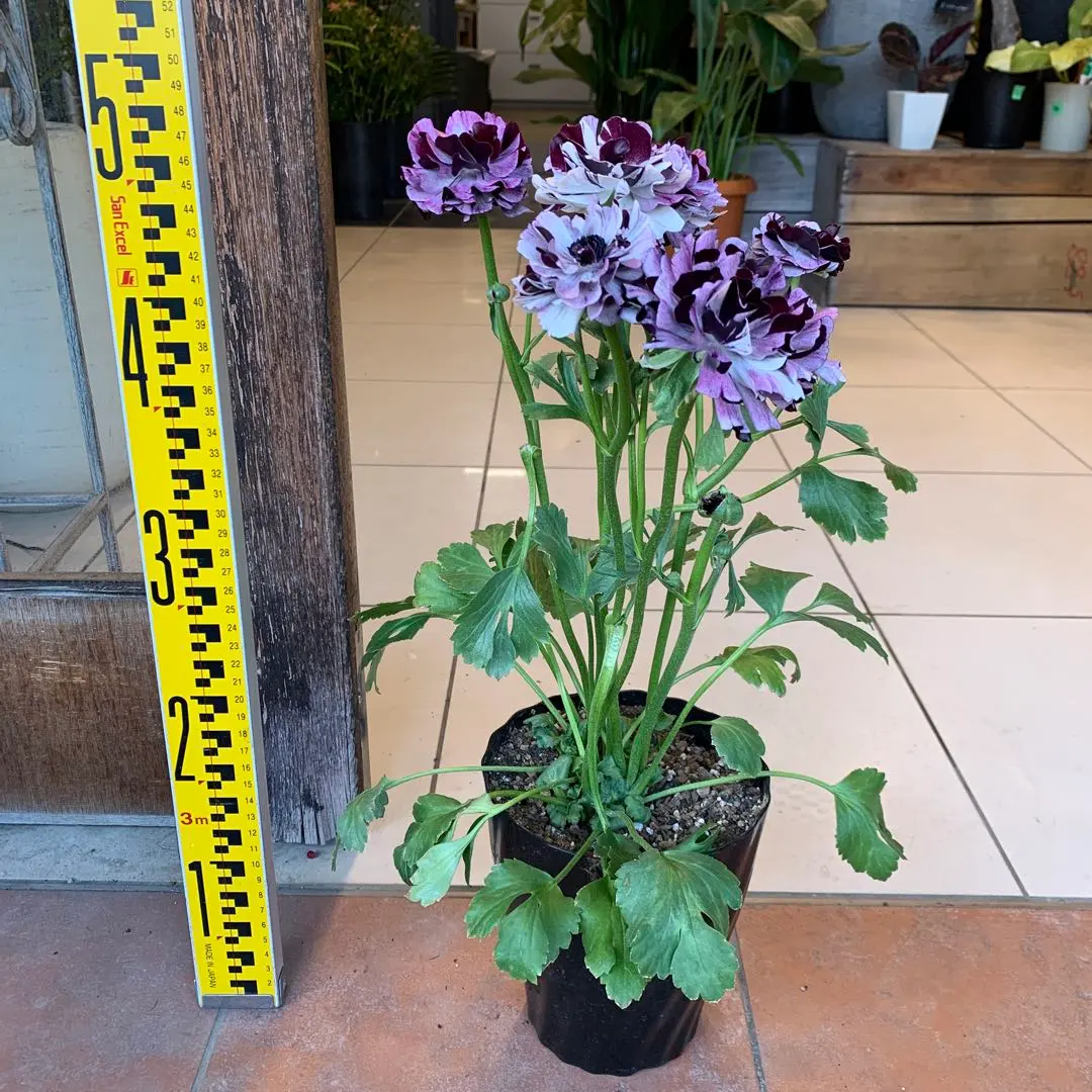 2026年最新】ラナンキュラス イカロスの人気アイテム - メルカリ