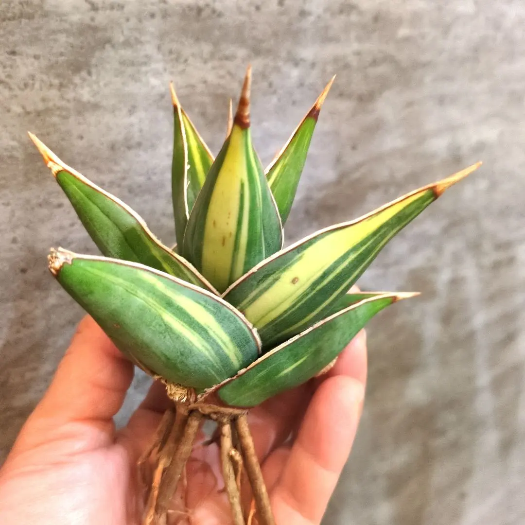 2026年最新】サンスベリア ロリダ 斑入りの人気アイテム - メルカリ