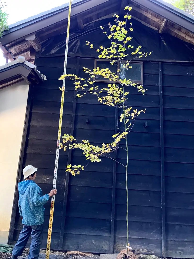 2026年最新】コハウチワカエデの人気アイテム - メルカリ