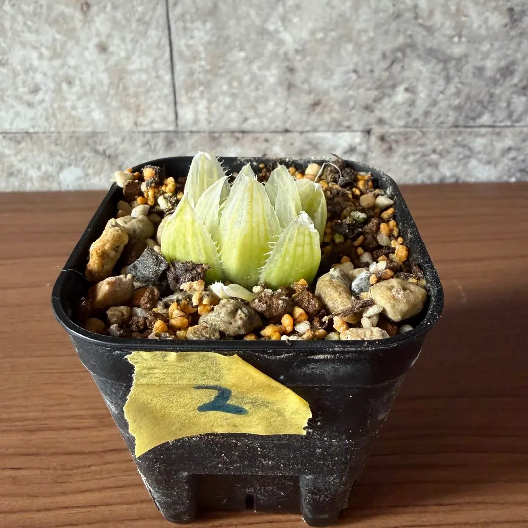 2026年最新】ハオルチア ロックウッディの人気アイテム - メルカリ