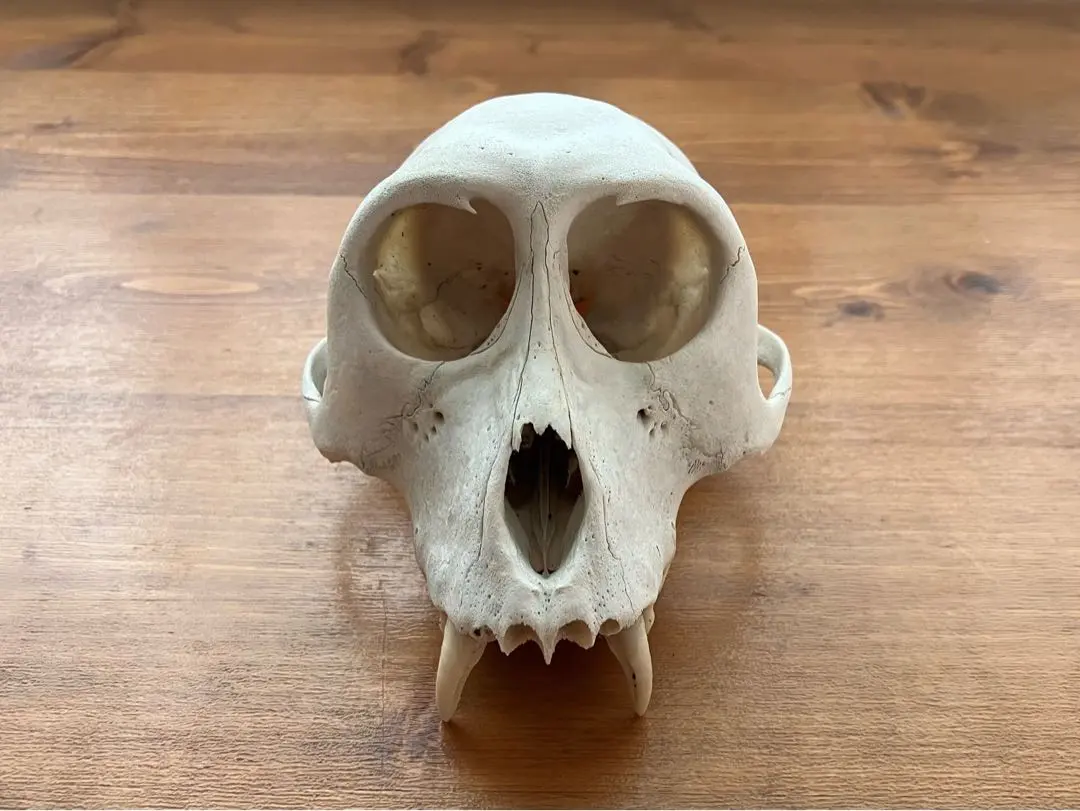 2026年最新】猿 頭蓋骨の人気アイテム - メルカリ