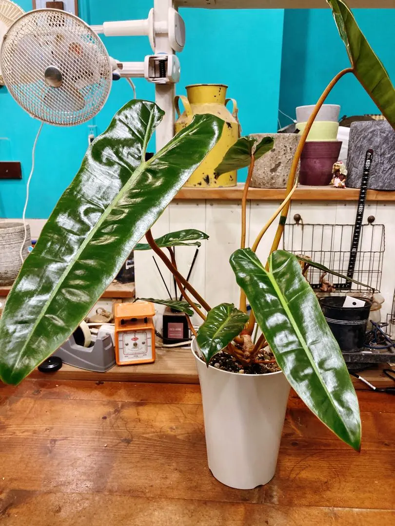 2026年最新】フィロデンドロン ビレッティア 斑入りの人気アイテム