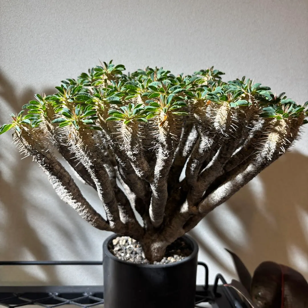 2026年最新】ギラウミニアナ 現地球の人気アイテム - メルカリ