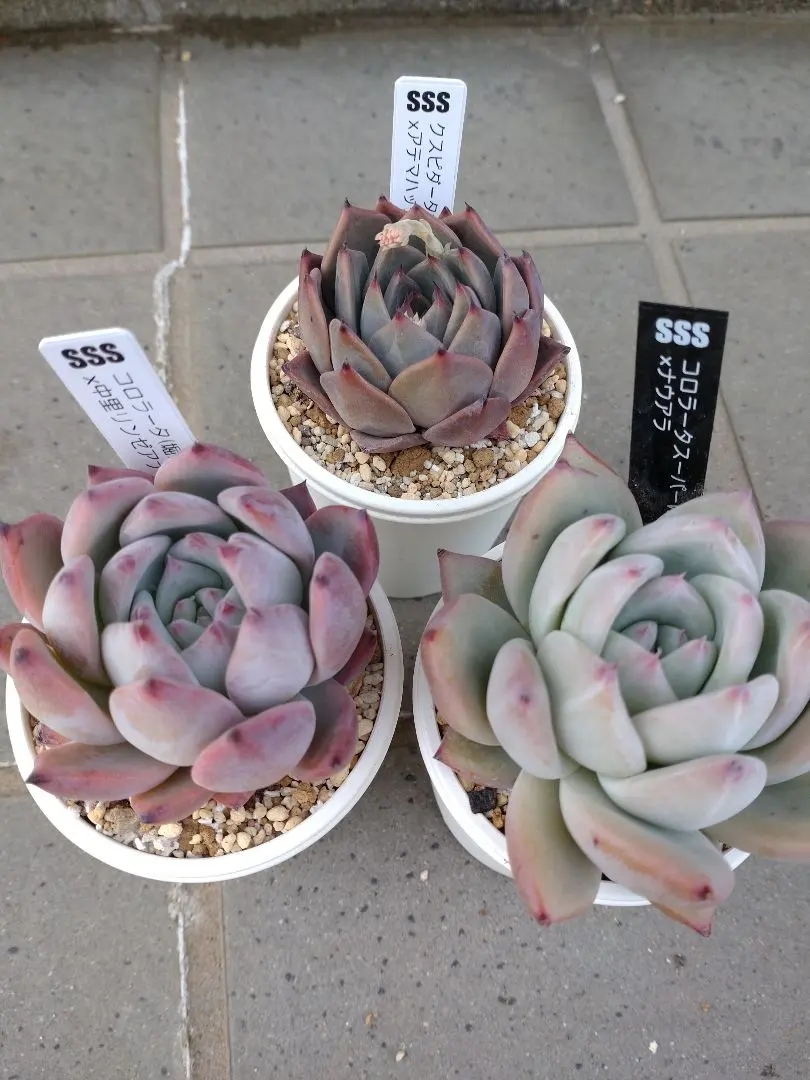 2026年最新】コロラータ ナウアラの人気アイテム - メルカリ