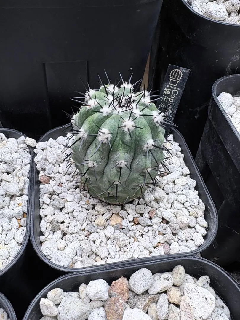 2026年最新】コピアポア 栗星玉の人気アイテム - メルカリ