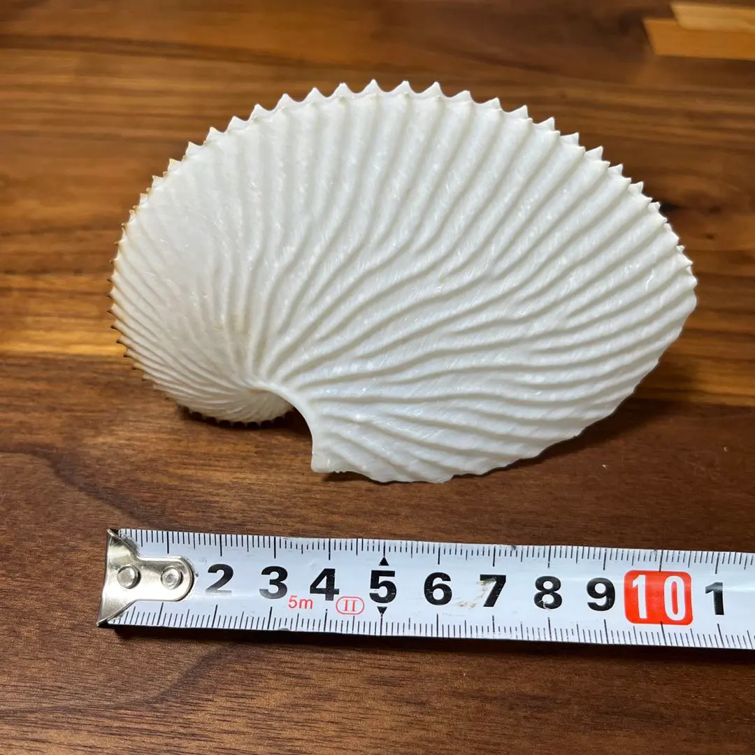 2026年最新】アオイガイの人気アイテム - メルカリ