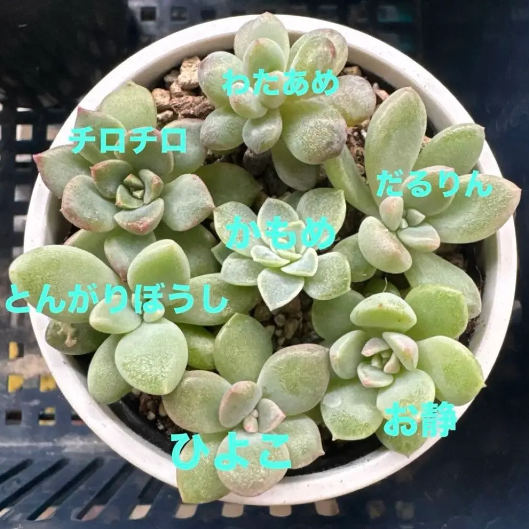 2026年最新】つぶつぶ屋 くももの人気アイテム - メルカリ