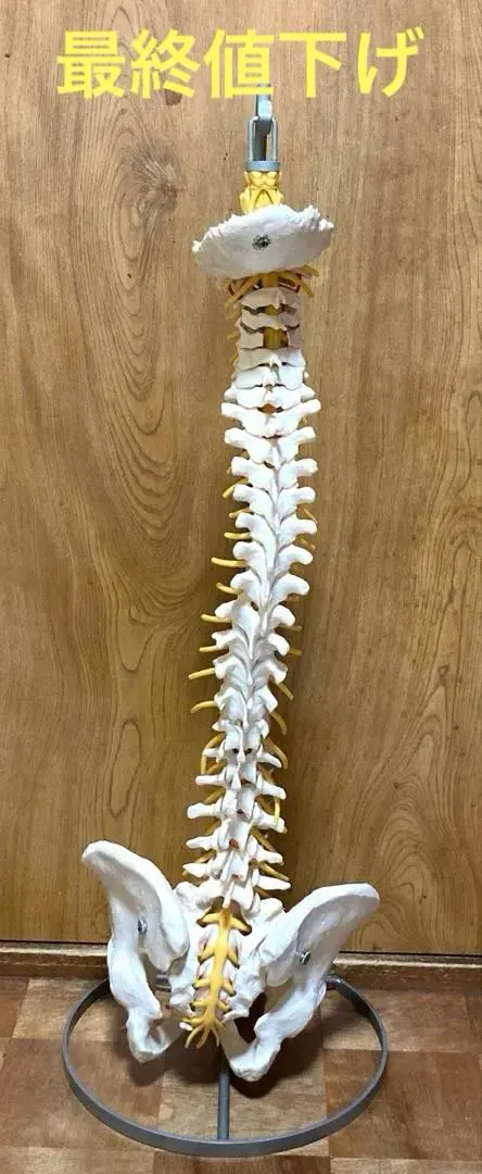 2026年最新】ソムソ 模型の人気アイテム - メルカリ