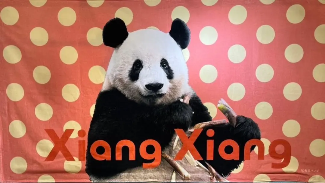 2026年最新】上野松坂屋パンダ クリアファイルの人気アイテム - メルカリ