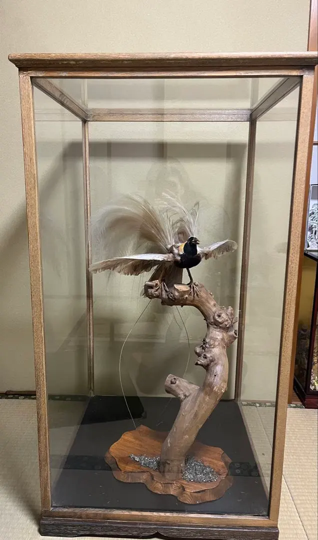 2026年最新】剥製 極楽鳥の人気アイテム - メルカリ