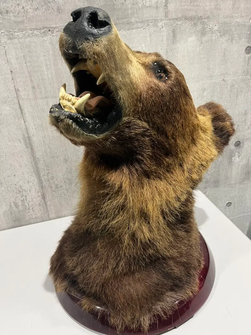 2026年最新】熊 剥製の人気アイテム - メルカリ