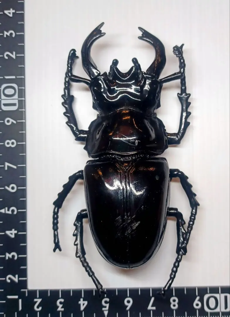 2026年最新】タランドゥスオオツヤクワガタ標本の人気アイテム - メルカリ