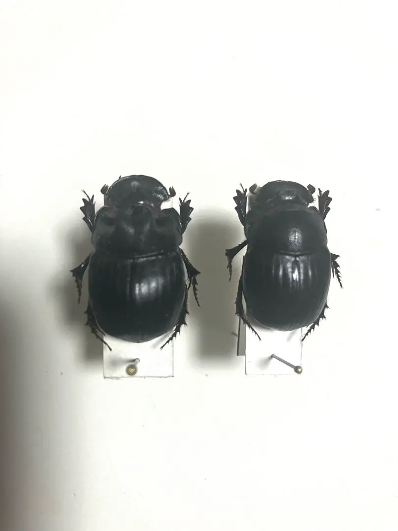 2026年最新】ダイコクコガネ 標本の人気アイテム - メルカリ