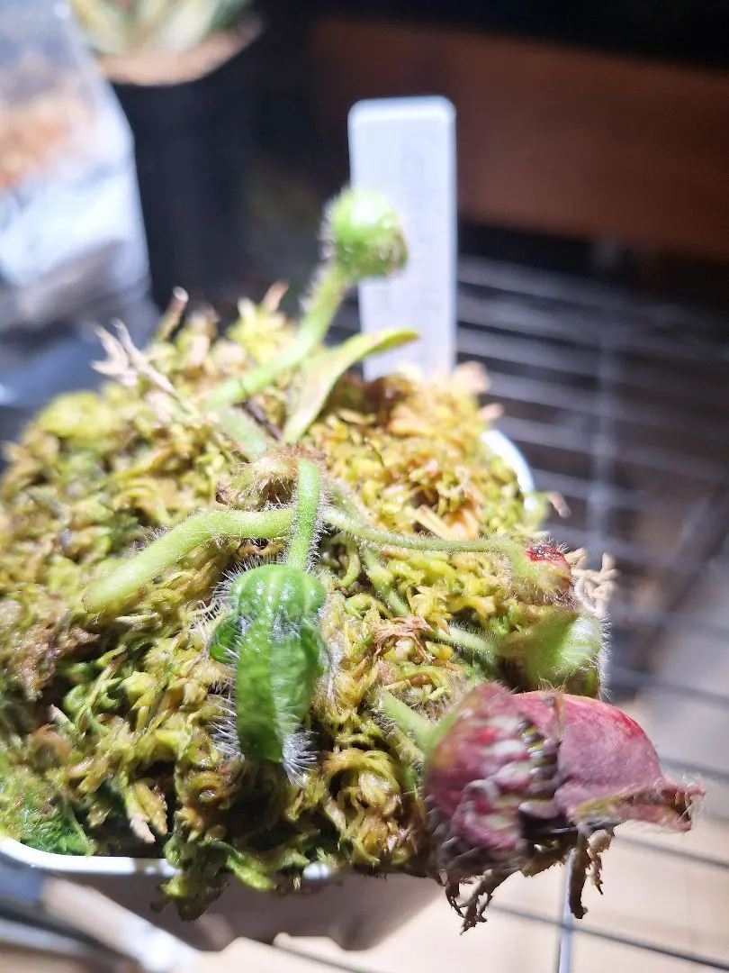 2026年最新】セファロタス giantの人気アイテム - メルカリ