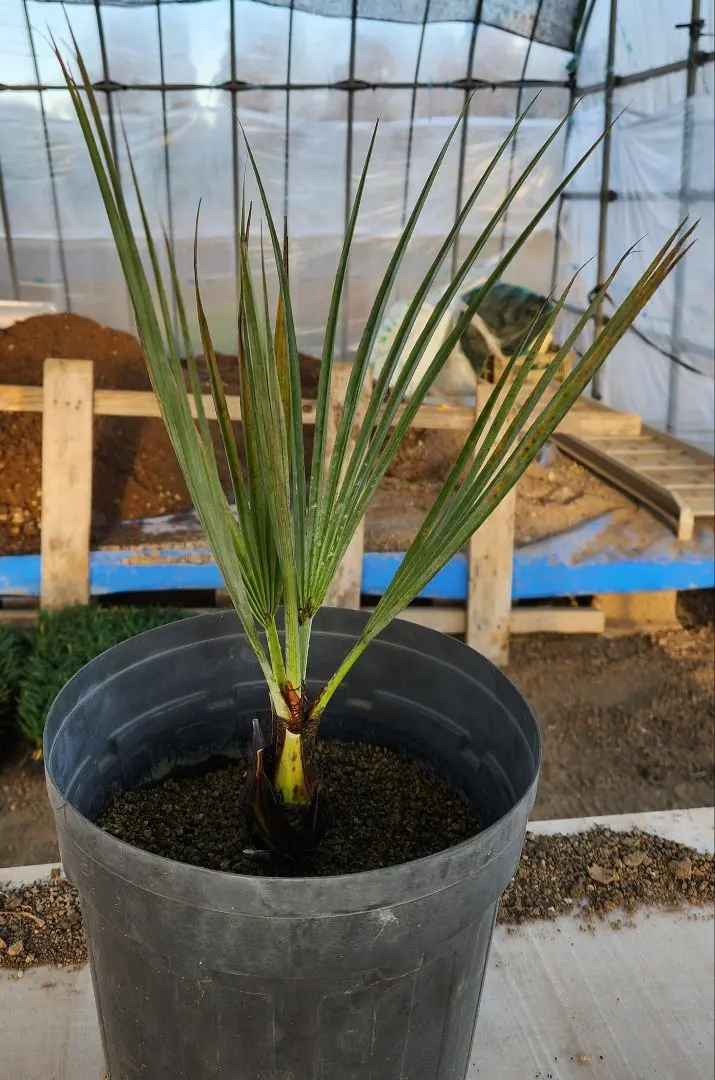 2026年最新】ブラヘア アルマータの人気アイテム - メルカリ