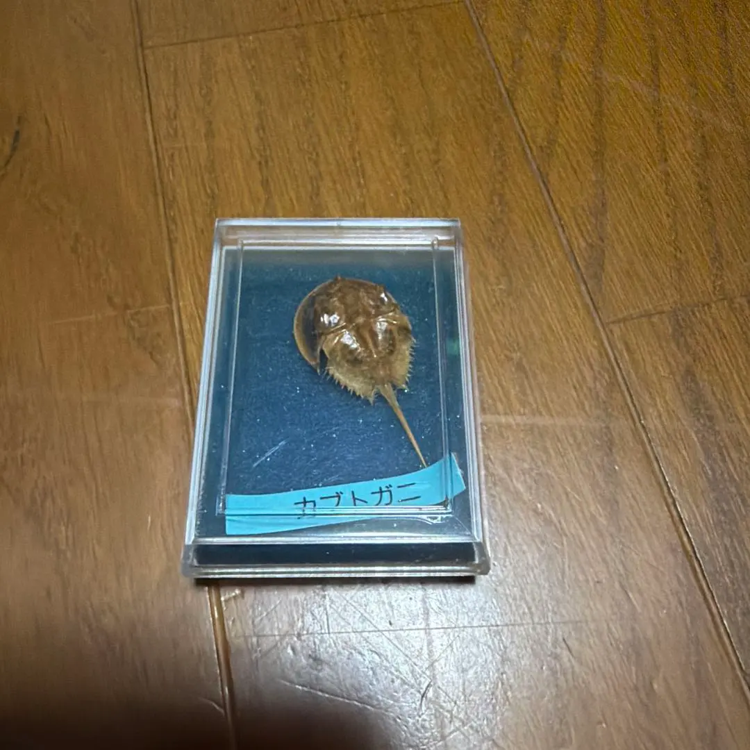 2026年最新】カブトガニ標本の人気アイテム - メルカリ