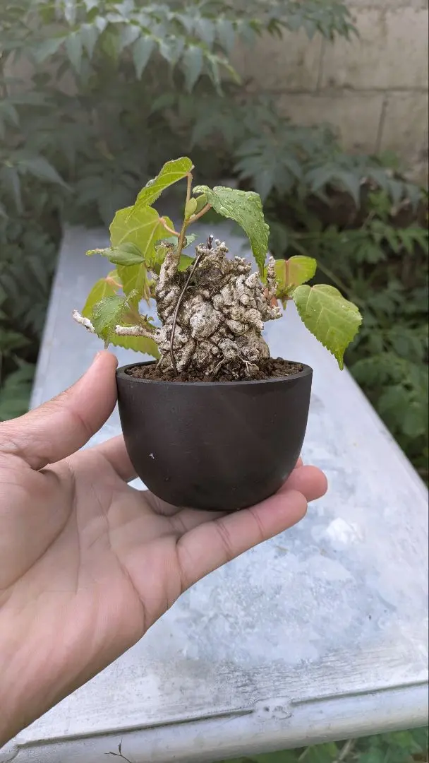 2026年最新】オオハマボウ 盆栽の人気アイテム - メルカリ