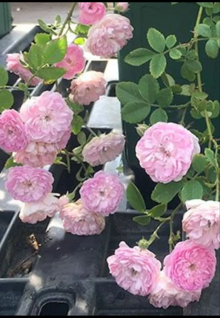 2026年最新】ローラダボーの人気アイテム - メルカリ