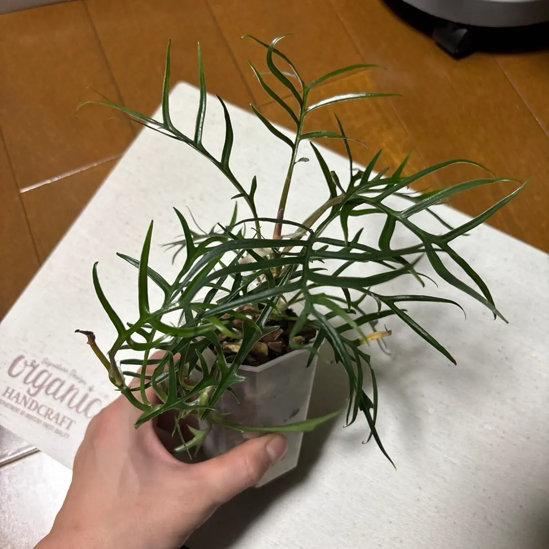 2026年最新】フィロデンドロントータムの人気アイテム - メルカリ