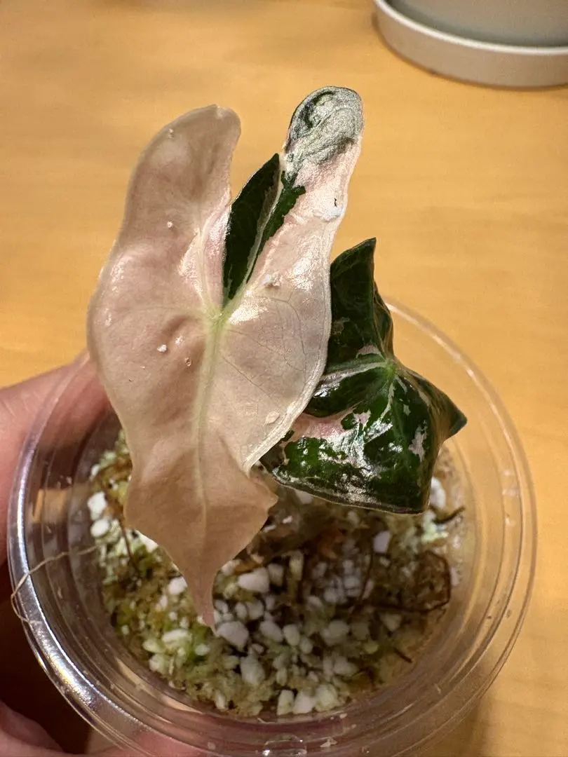 2026年最新】アロカシア ノビリスの人気アイテム - メルカリ