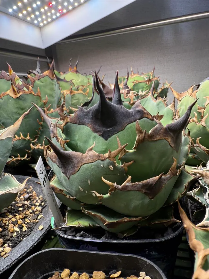 2026年最新】DENNIS アガベの人気アイテム - メルカリ