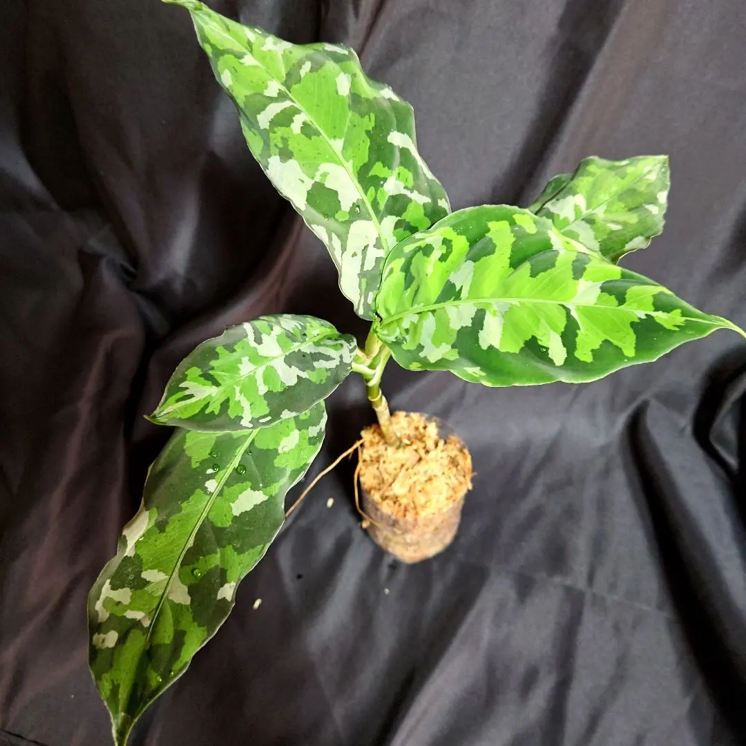 2026年最新】アンダマン アグラオネマの人気アイテム - メルカリ