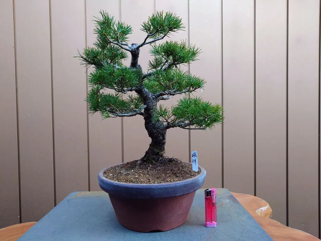 2026年最新】瑞祥 盆栽の人気アイテム - メルカリ