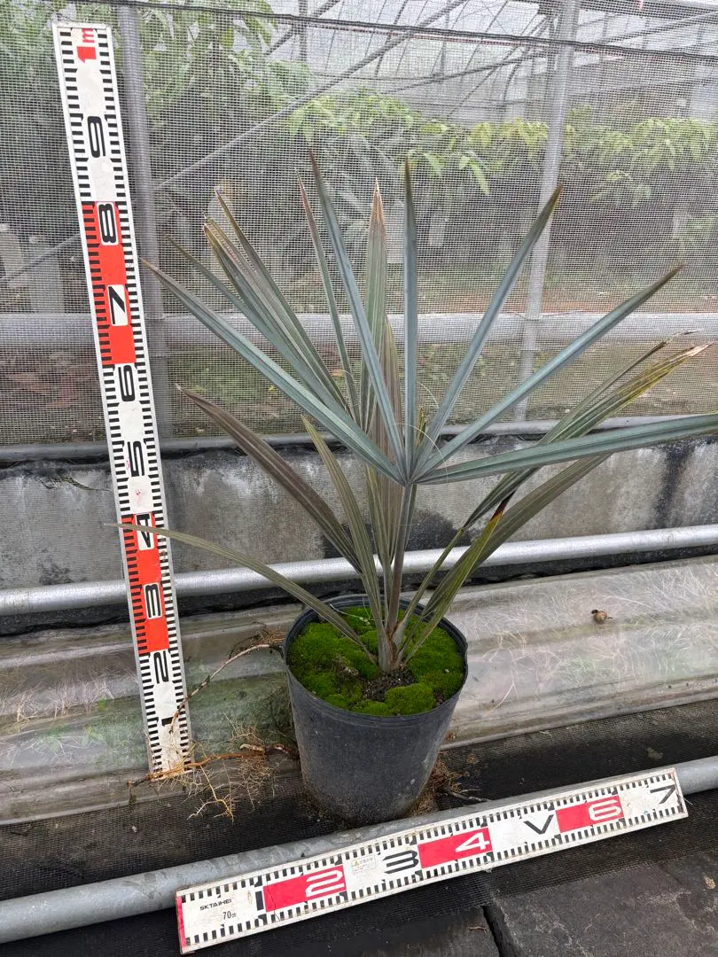 2026年最新】ビスマルキアノビリスシルバーの人気アイテム - メルカリ