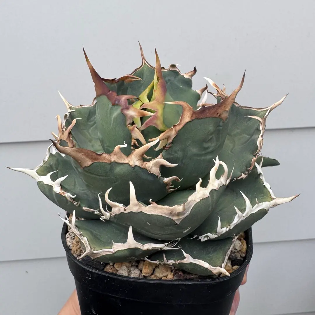 2026年最新】シャークソウイの人気アイテム - メルカリ