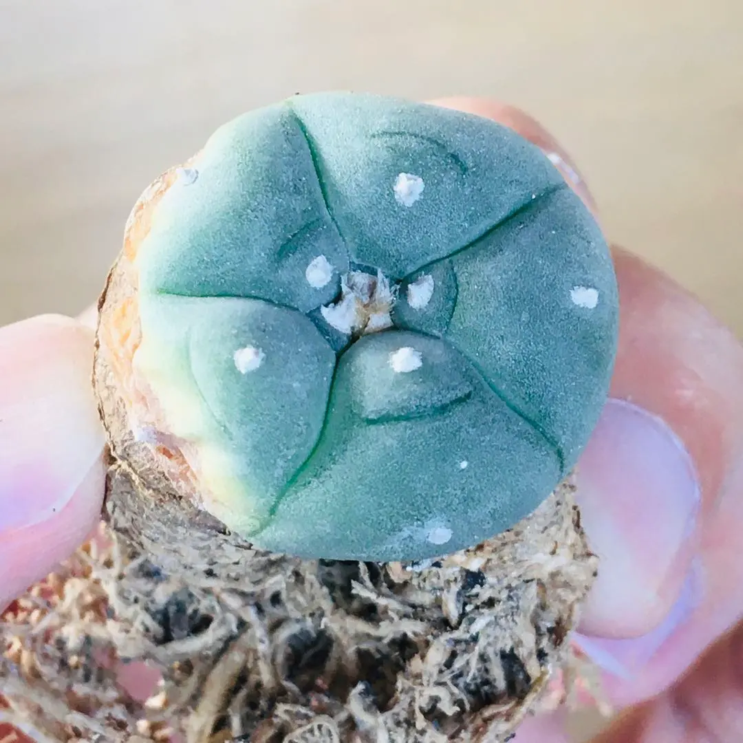 2026年最新】烏羽玉の人気アイテム - メルカリ