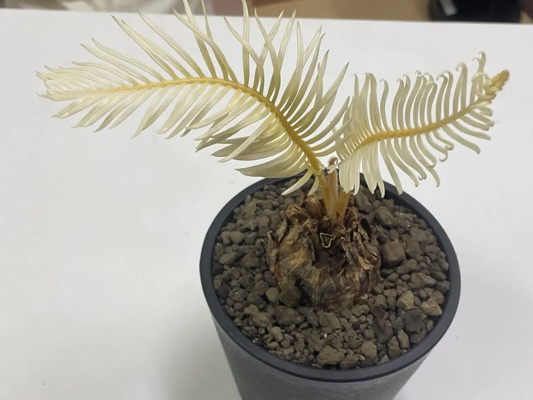 2026年最新】黄金ソテツの人気アイテム - メルカリ