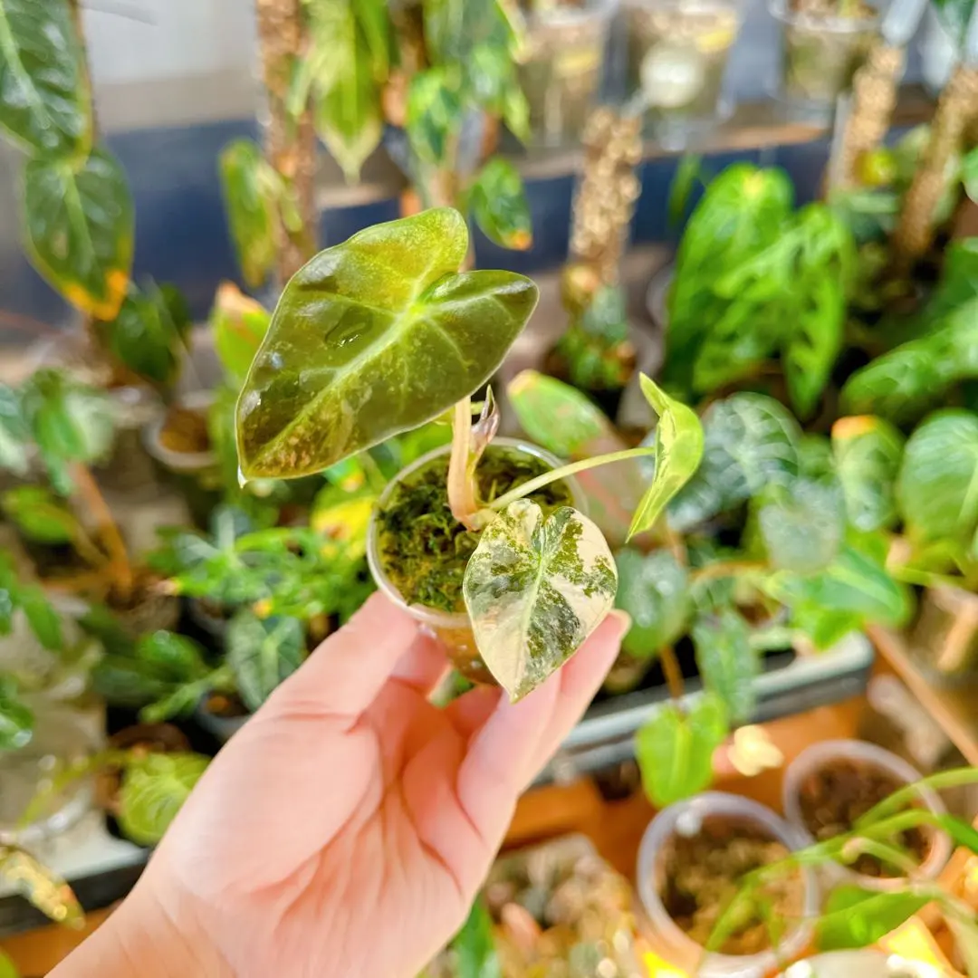 2026年最新】アロカシアバルーンハートの人気アイテム - メルカリ