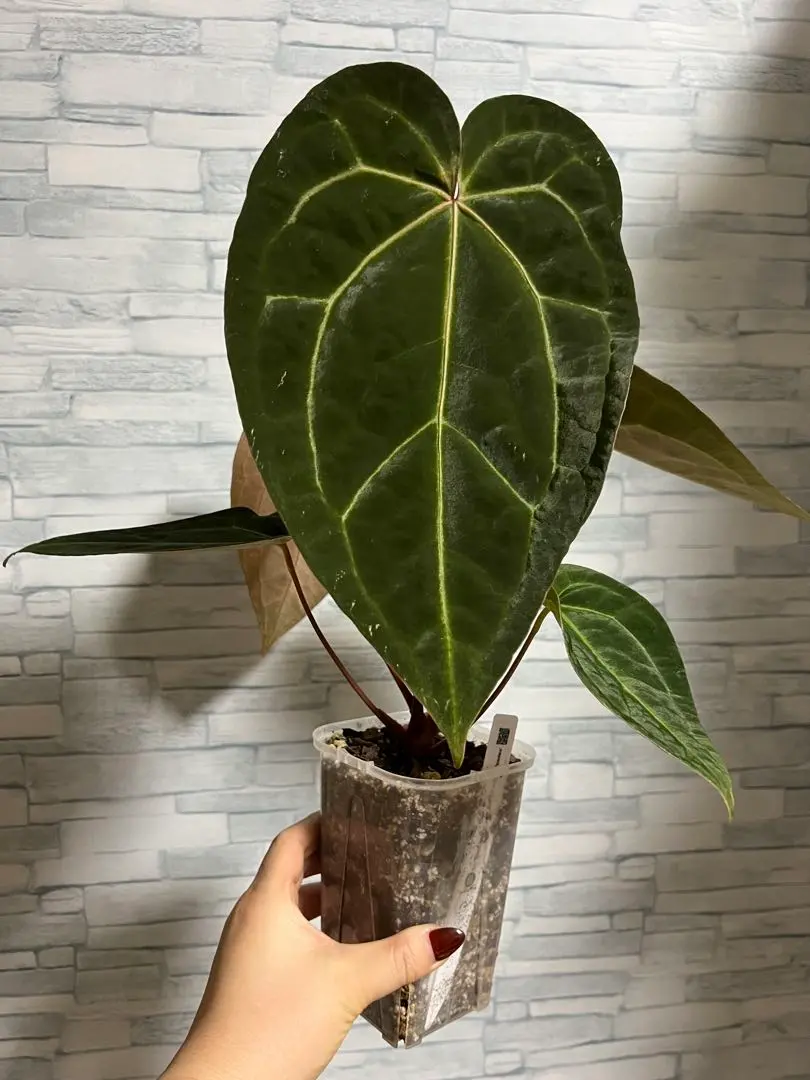 2026年最新】anthurium michelleの人気アイテム - メルカリ