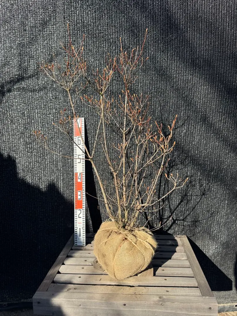 2026年最新】ミツバツツジの人気アイテム - メルカリ