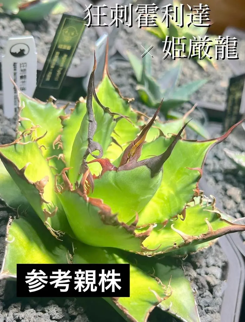 2026年最新】アガベ ホリダ ハイブリッドの人気アイテム - メルカリ