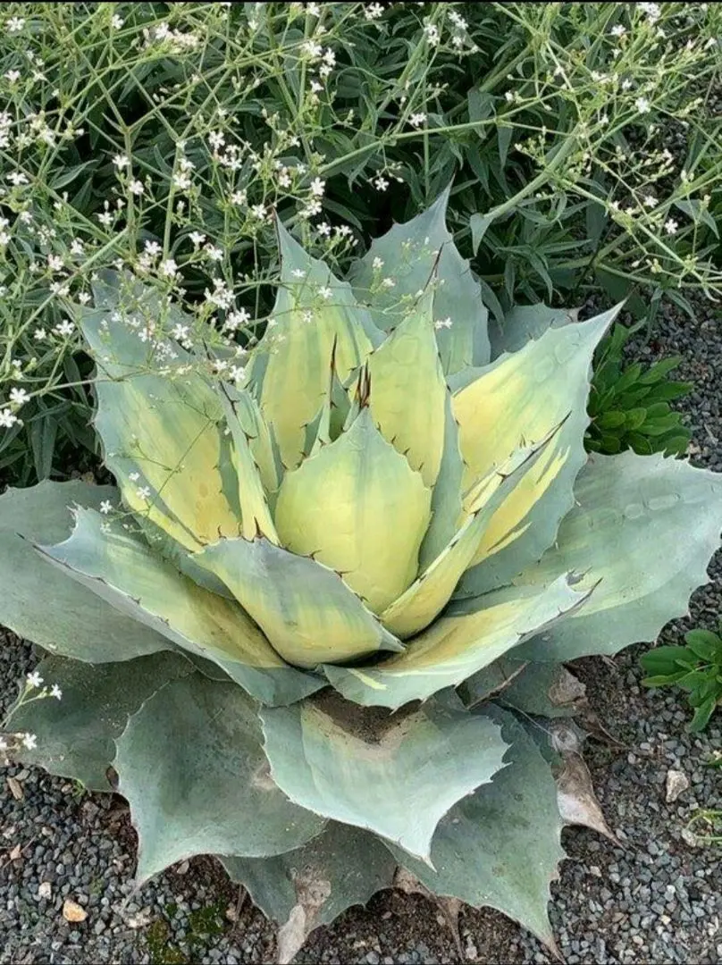 2026年最新】アウェイクニングエンジェルの人気アイテム - メルカリ