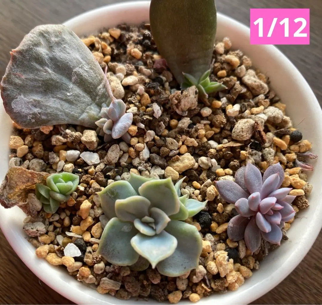 2026年最新】リラシナ錦の人気アイテム - メルカリ