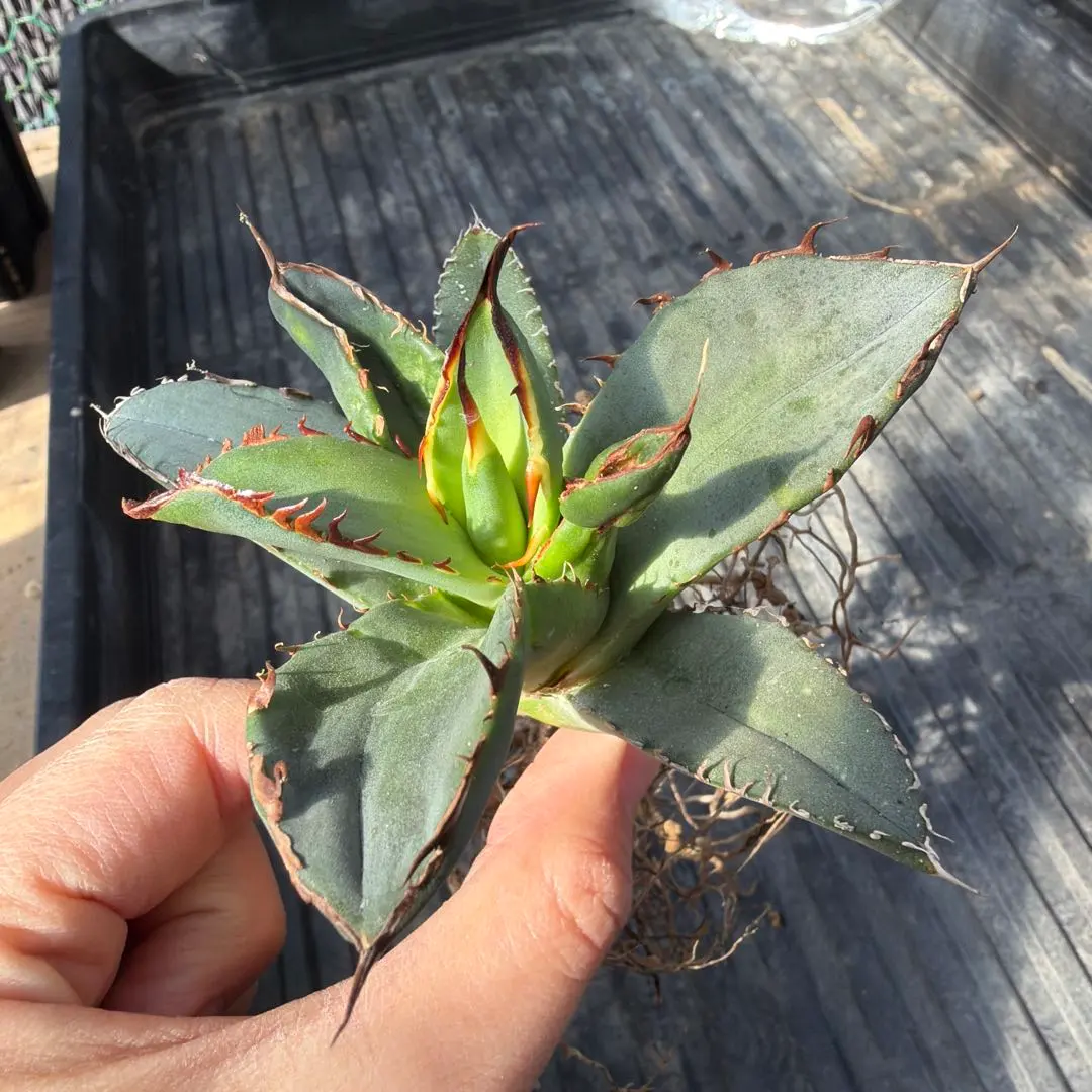 2026年最新】黒犀牛の人気アイテム - メルカリ