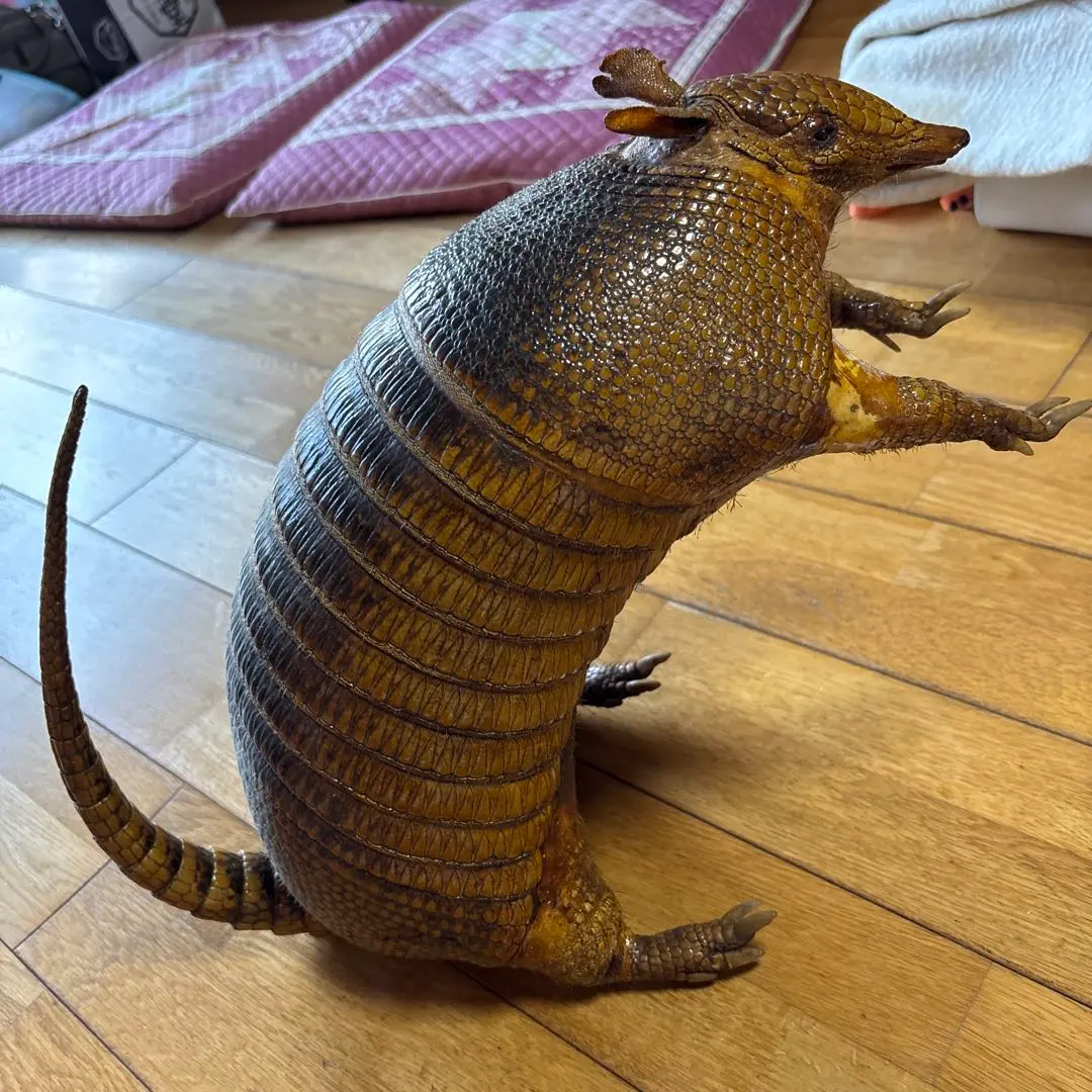 2026年最新】アルマジロ剥製の人気アイテム - メルカリ