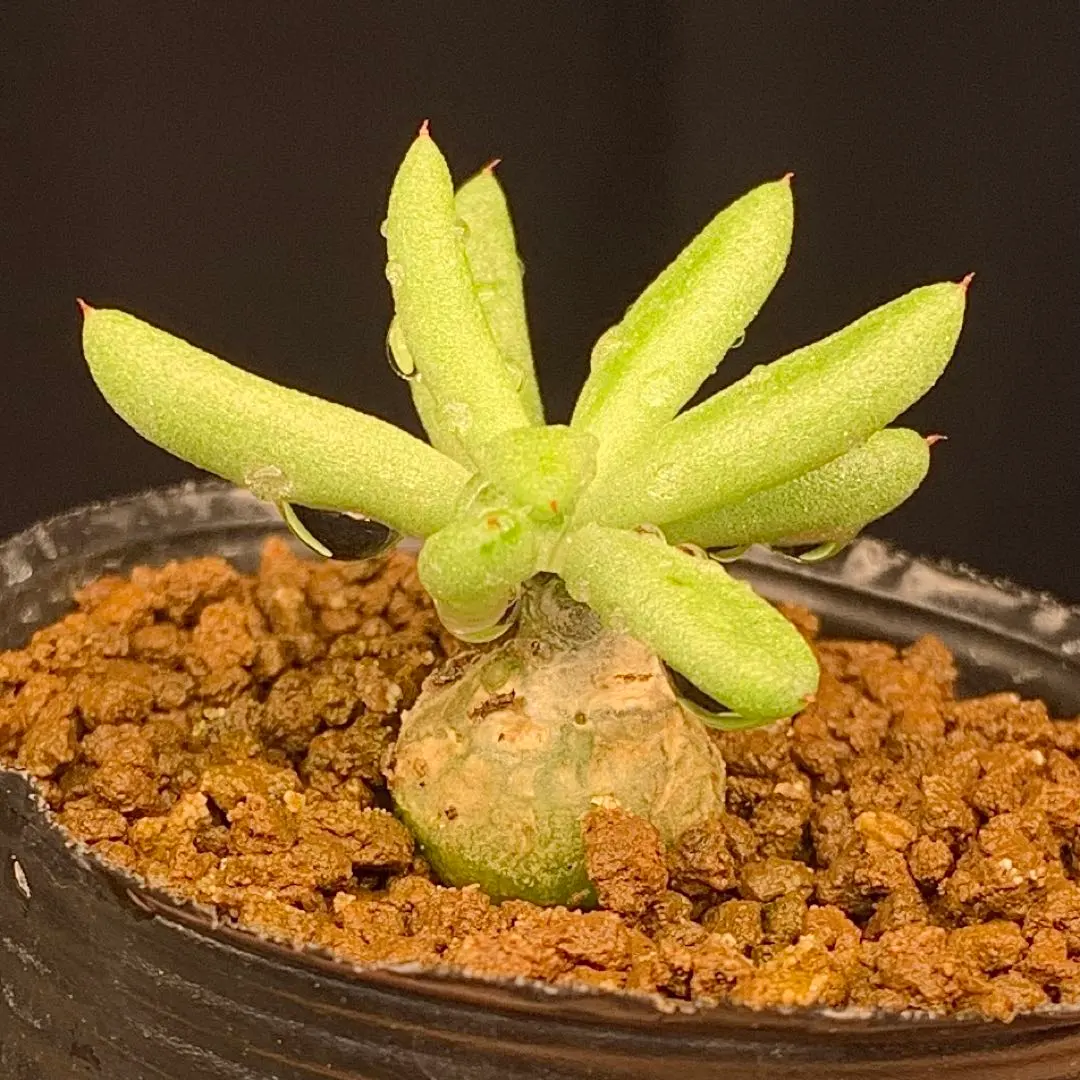 2026年最新】チレコドン ペアルソニーの人気アイテム - メルカリ