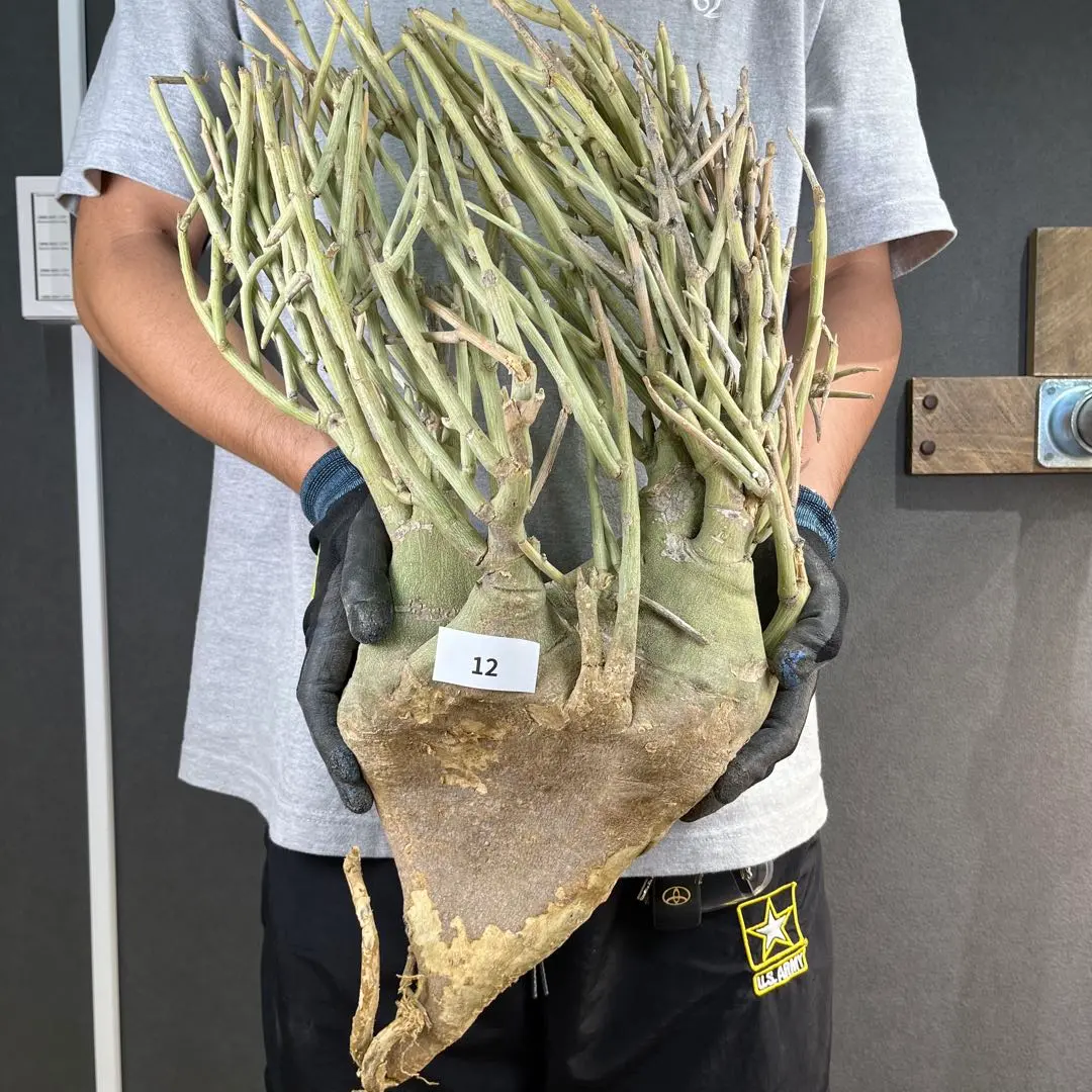 2026年最新】アデニア ペチュエリーの人気アイテム - メルカリ