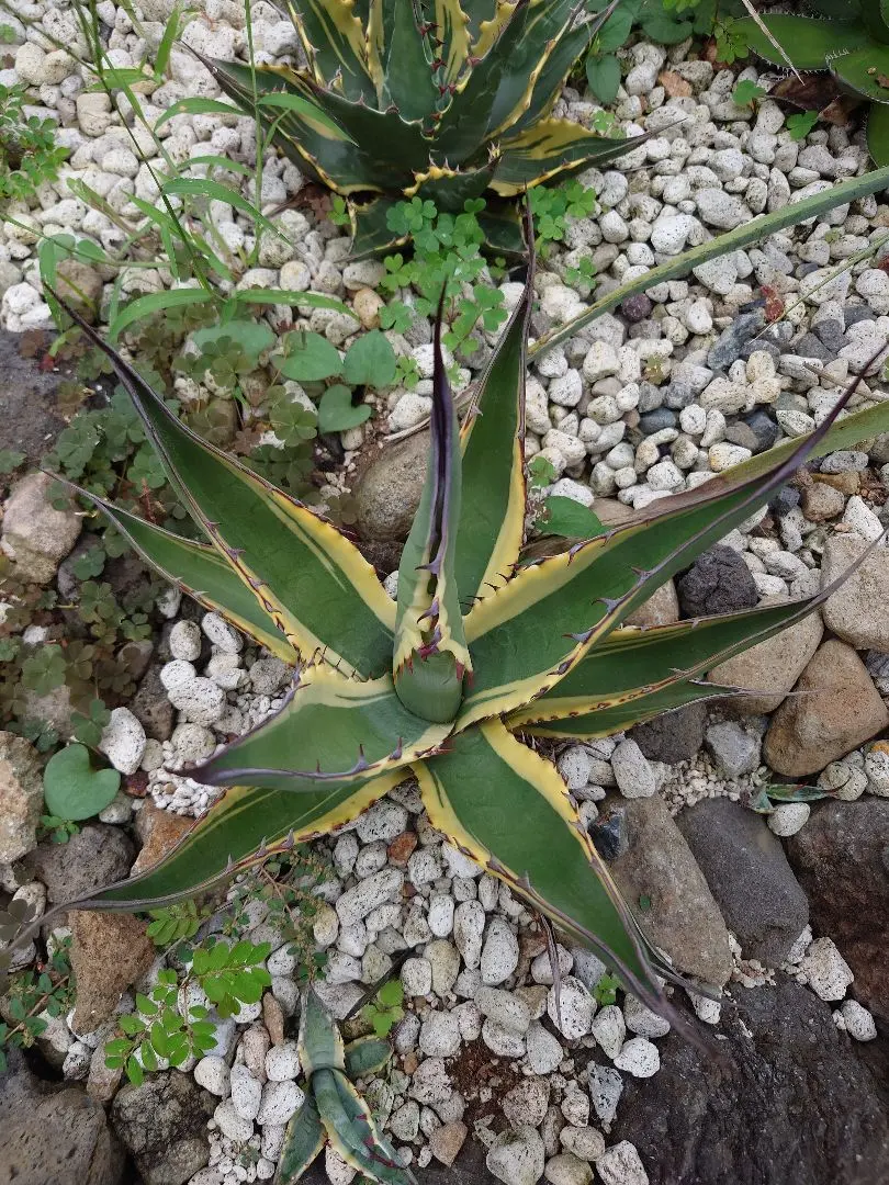 2026年最新】スカブラの人気アイテム - メルカリ